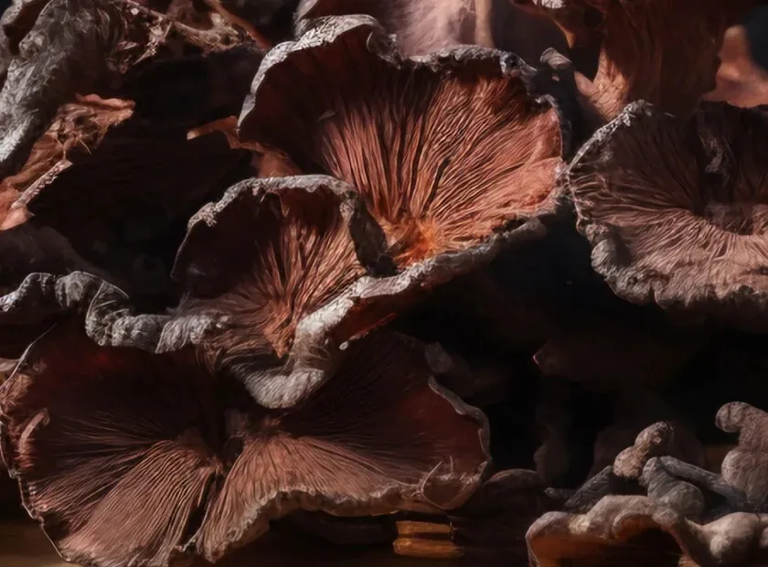 Cholibrium Black Fungus (Tree Ear)