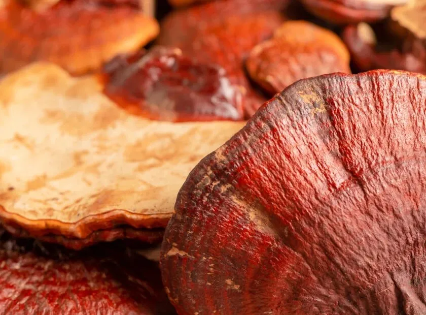 Cholibrium Reishi (Lingzhi)