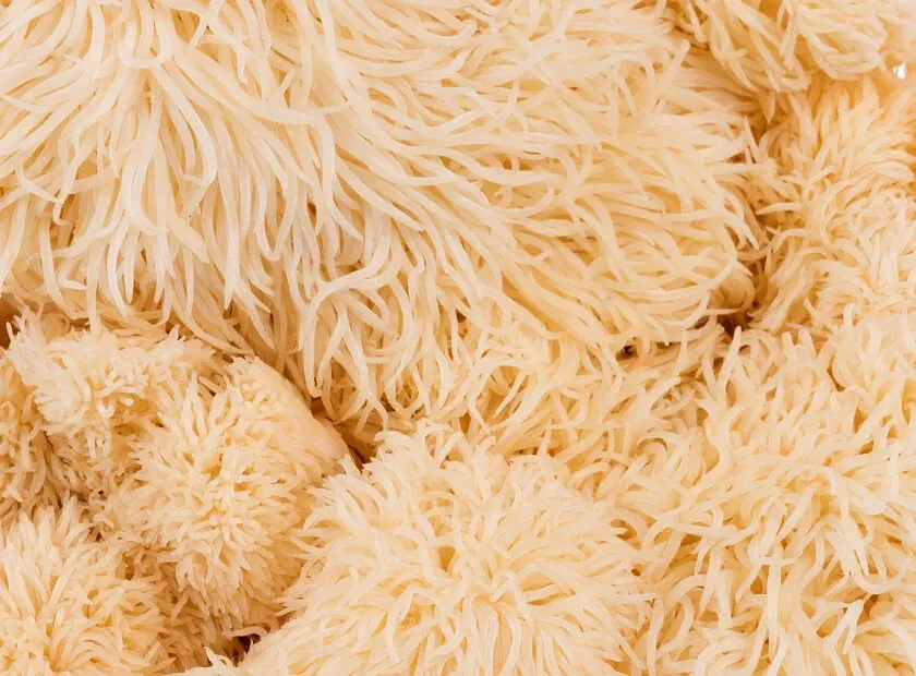 Cholibrium Lion's Mane