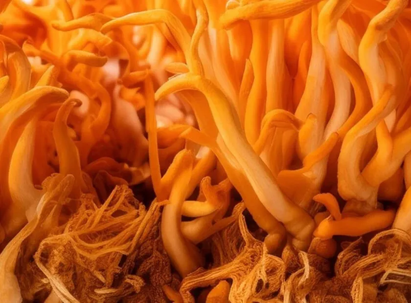 Cholibrium Cordyceps