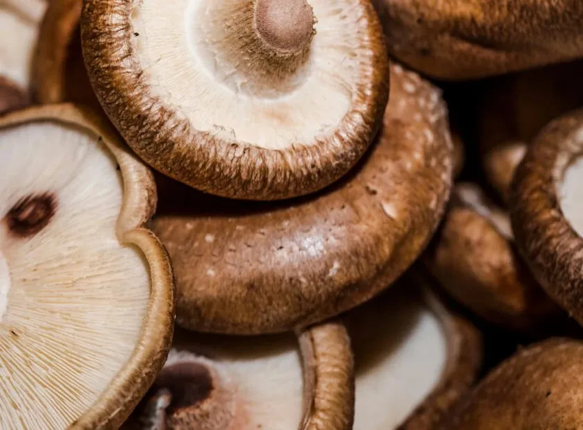 Cholibrium African Shiitake