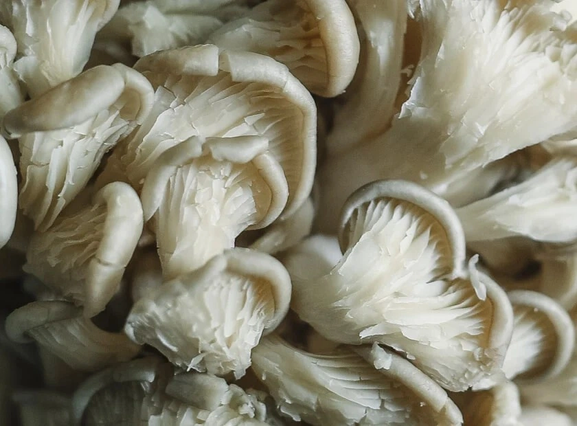 Cholibrium Maitake