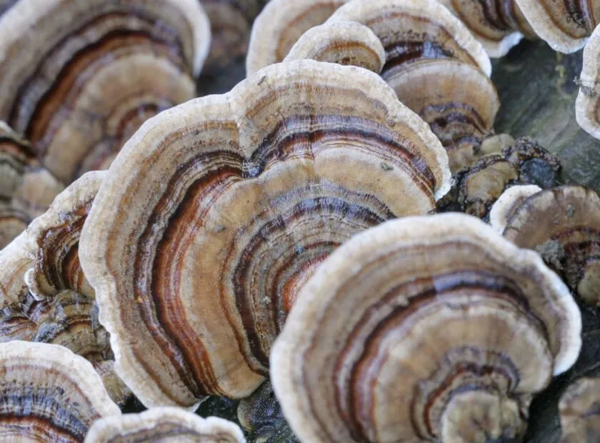 Cholibrium Turkey Tail