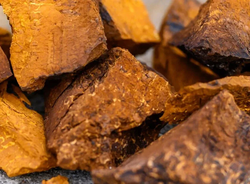 Cholibrium Chaga