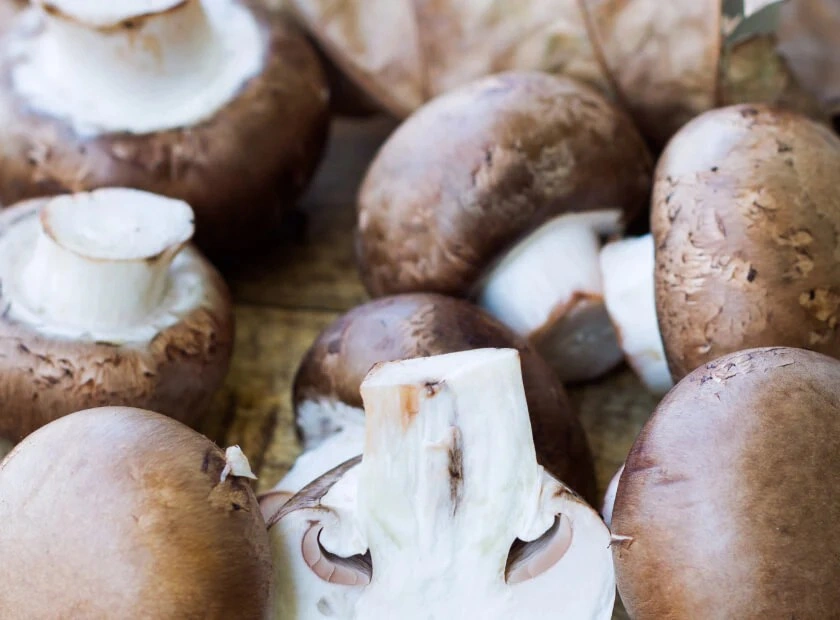 Cholibrium Royal Agaricus